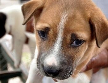 adopta una mascota, no la compres