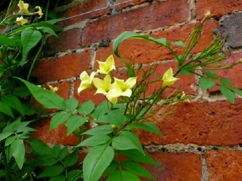 muro con flores