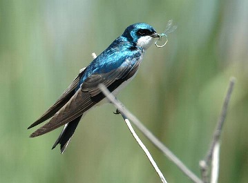 golondrina