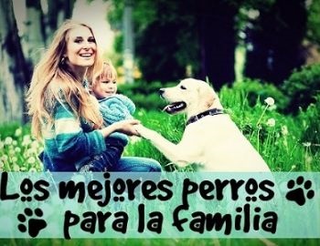 razas de perros para la familia