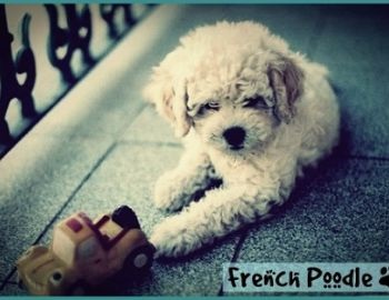 caniche o french poodle