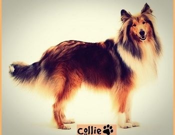 collie